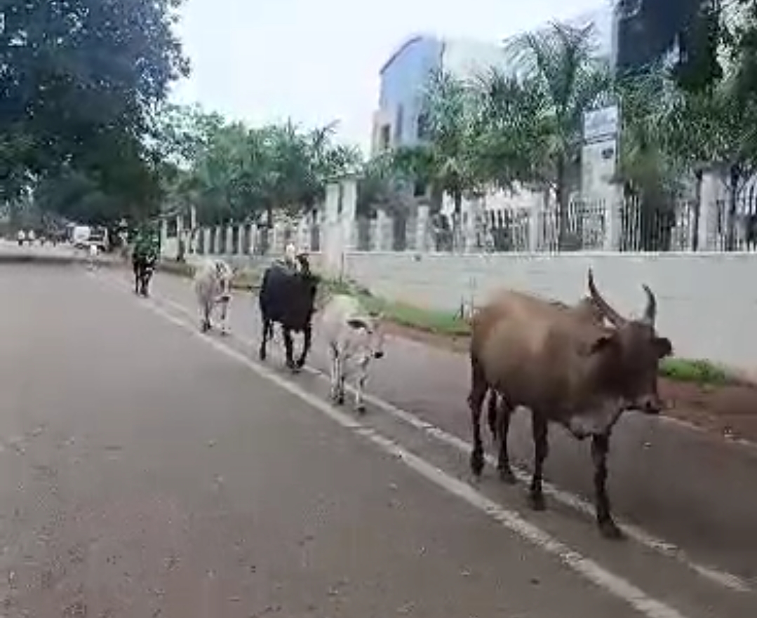 ನಿಯಮೋಲ್ಲಂಘನೆ ಮಾಡುವ ನಾಗರಿಕರ ನಡುವೆ, ನಿಯಮ ಪಾಲನೆ ಮಾಡುತ್ತಿರುವ ಜಾನುವಾರುಗಳು…!