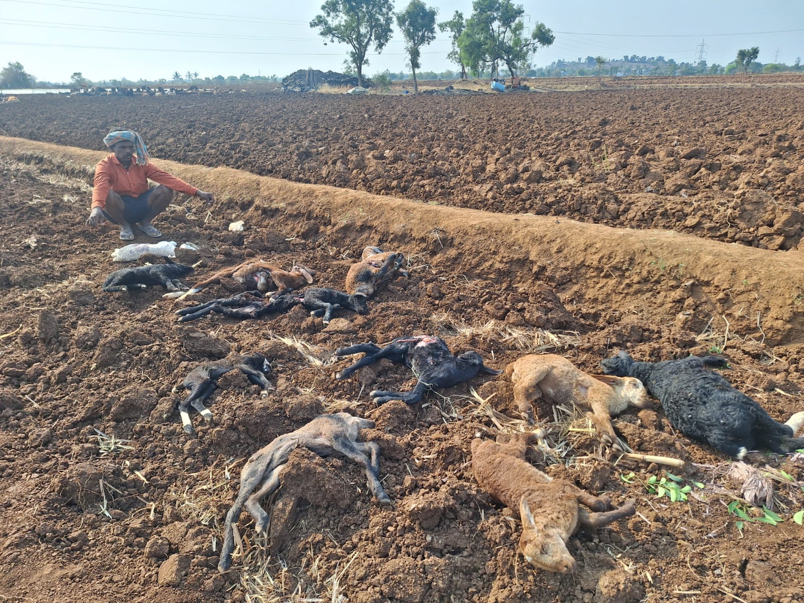 14 ಕುರಿ ಮರಿಗಳನ್ನು ಬಲಿಪಡಿದ ತೋಳ…!