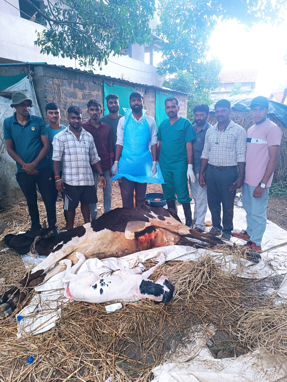 ಗರ್ಭ ಧರಿಸಿದ ಹಸುವಿಗೆ ಪಶು ವೈದ್ಯರಿಂದ ಸುರಕ್ಷಿತ ಶಸ್ತ್ರ ಚಿಕಿತ್ಸೆ