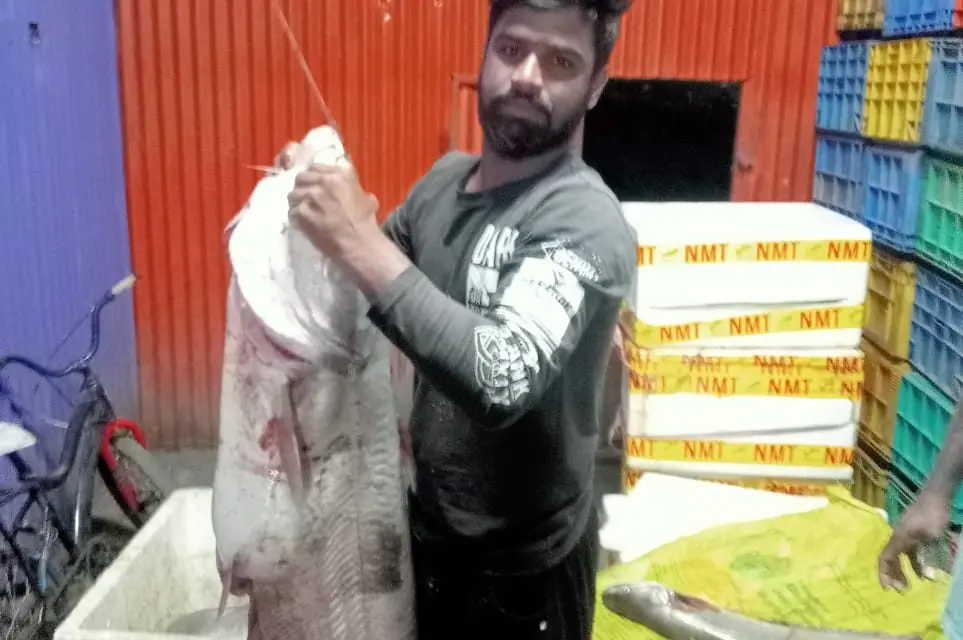 ಕೃಷ್ಣಾ ನದಿಯಲ್ಲಿ ಸೆರೆ ಸಿಕ್ಕ ಅಪರೂಪದ 20 ಕೆಜಿ ಬಾಳಿ ಮೀನು!