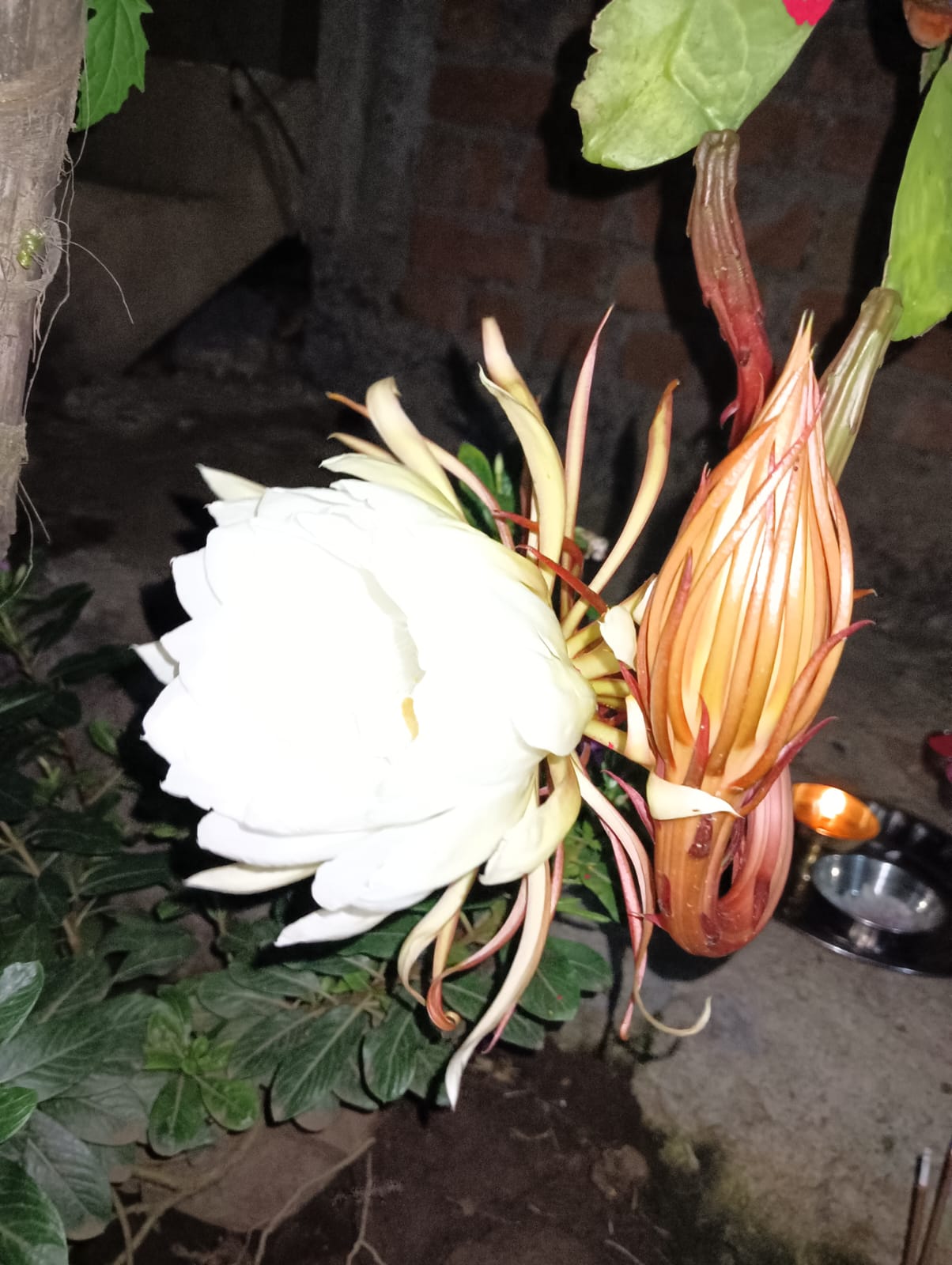 ರಾತ್ರಿ ರಾಣಿ ಎಂದೇ ಪ್ರಸಿದ್ಧವಾಗಿರುವ ಬ್ರಹ್ಮ ಕಮಲ ಪುಷ್ಪ ಅರಳಿರುವ ದೃಶ್ಯ