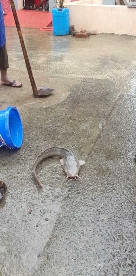 ಬೆಳಗಾವಿಯಲ್ಲಿ ಮಳೆಯ ರಭಸಕ್ಕೆ ರಸ್ತೆಗೇ ಬಂದ ಮೀನು